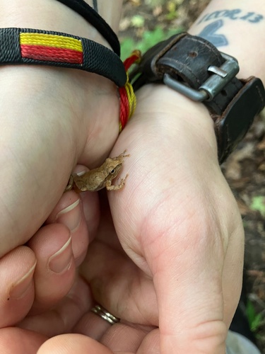Spring Peeper