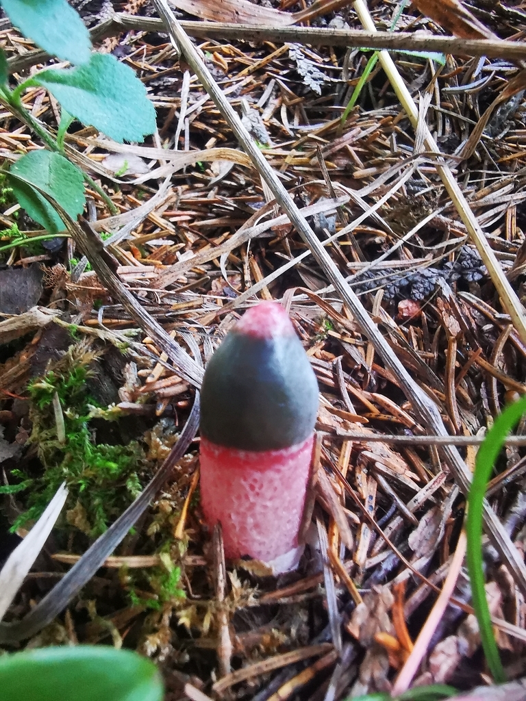 red stinkhorn · September 2026 · photo: Photo: (c) Alexis Williams, some rights reserved (CC BY) · iNaturalist