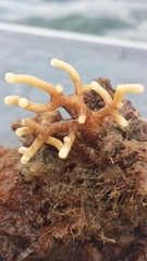 Heteropora alaskensis