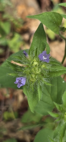 Hairy cluster-vine