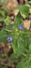 Jacquemontia tamnifolia