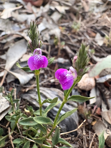 Rostellularia adscendens, 2026-09-12