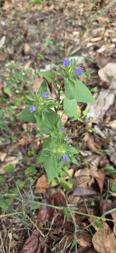 Jacquemontia tamnifolia, photograph 2