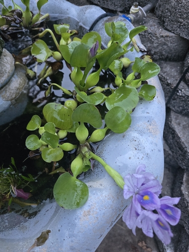 common water hyacinth