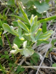 Gymnospermium altaicum