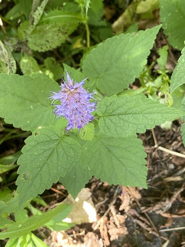 Agastache rugosa, photograph 3