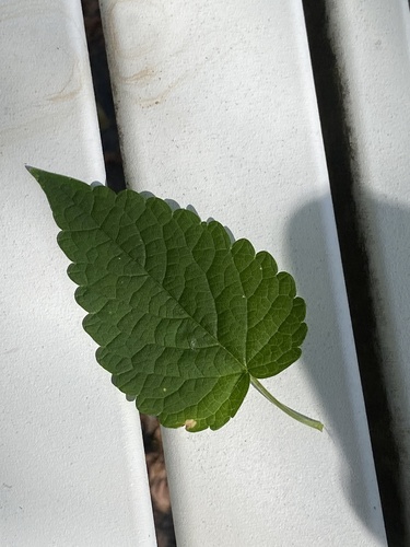 Agastache rugosa, photograph 4