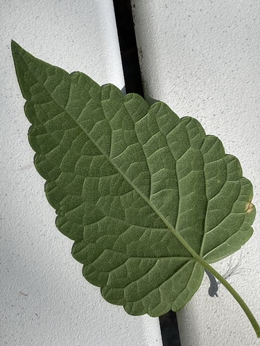 Agastache rugosa, photograph 5