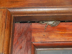 Scinax nasicus