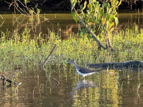 Solitary Sandpiper