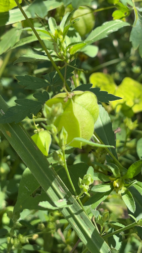Lesser Balloon Vine