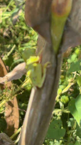 Green Treefrog