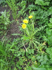 Taraxacum officinale