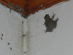 Scinax nasicus