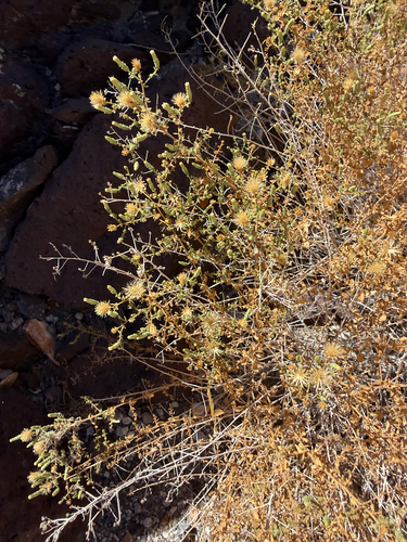 Brickellia microphylla, 2026-09-12
