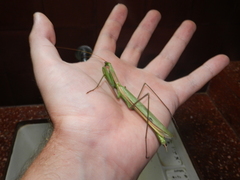 Coptopteryx argentina