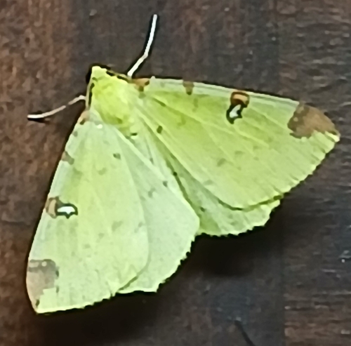 Brimstone Moth
