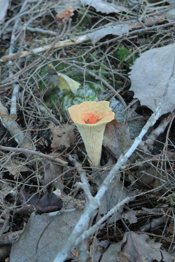 Scaly Chanterelle · September 2026 · photo: Photo: (c) brett stevens, some rights reserved (CC BY-SA) · iNaturalist
