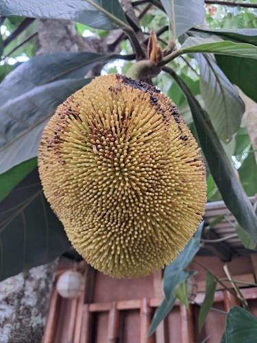 Artocarpus odoratissimus observed 2026-09-10