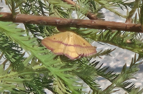 Chickweed Geometer Moth