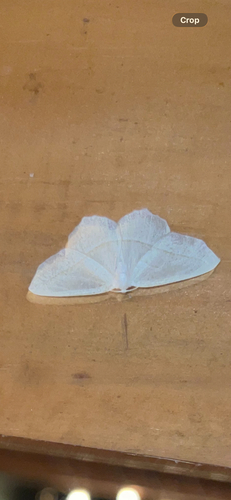 Pale Beauty