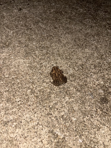 American Toad