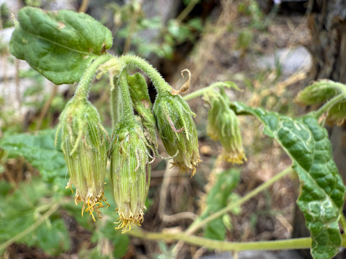 Brickellia grandiflora, photograph 2
