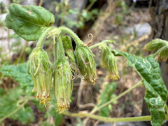 Brickellia grandiflora, photograph (c) Jared Lincenberg, some rights reserved (CC BY)