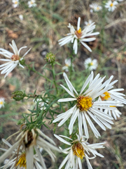 Symphyotrichum porteri, photograph (c) Jared Lincenberg, some rights reserved (CC BY)