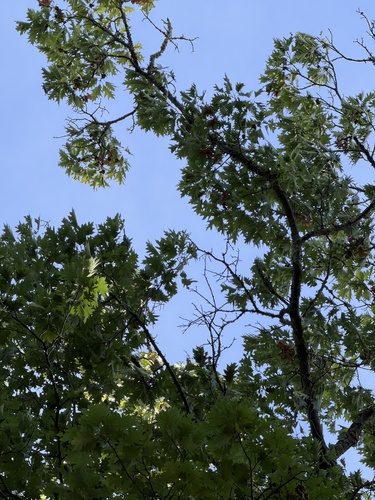 northern red oak
