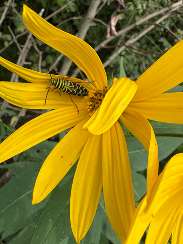 Locust Borer