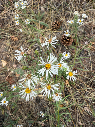 Symphyotrichum porteri, photograph 3