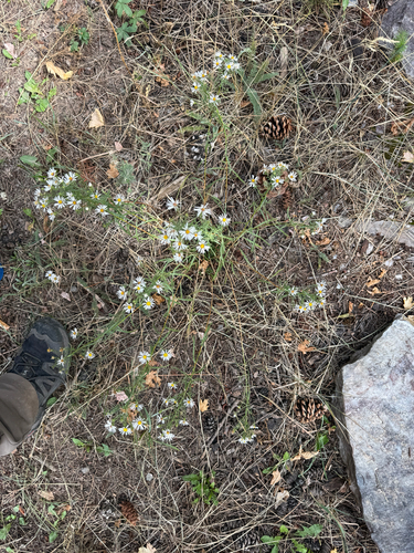 Symphyotrichum porteri, photograph 5