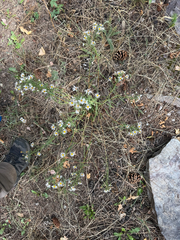 Symphyotrichum porteri, photograph (c) Jared Lincenberg, some rights reserved (CC BY)