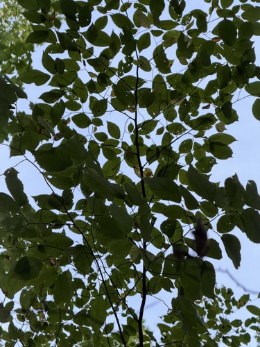 American hophornbeam