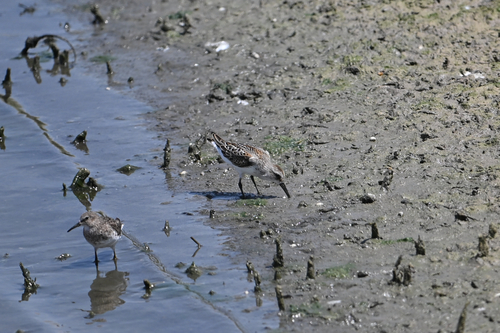 Western Sandpiper