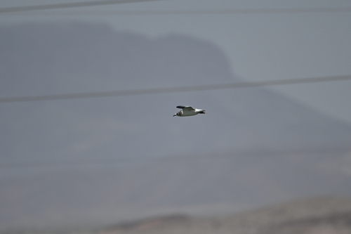 Franklin's Gull