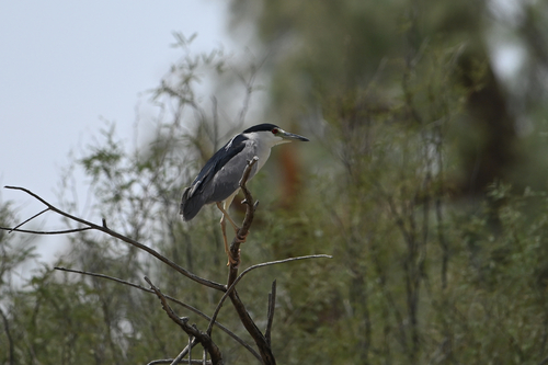 Black-crowned Night Heron