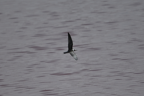 Black Tern
