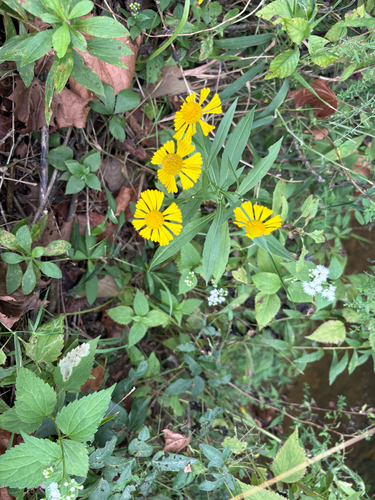 common sneezeweed