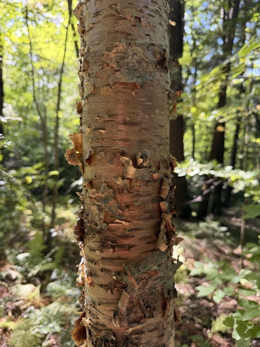 yellow birch