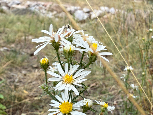 Symphyotrichum porteri, photograph 2