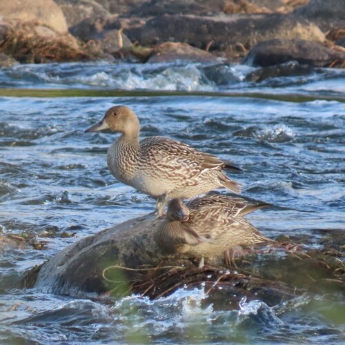 Northern Pintail