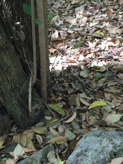 Micrurus tener tener