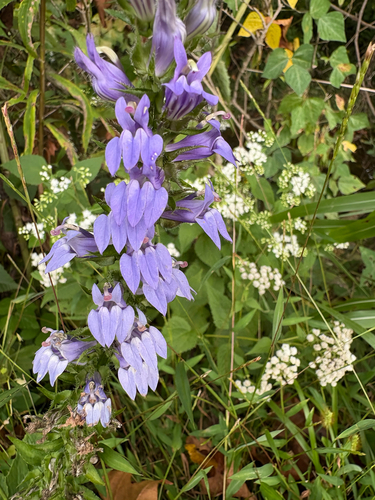 great blue lobelia
