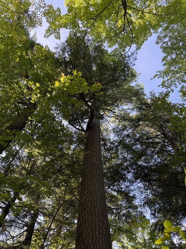 eastern white pine