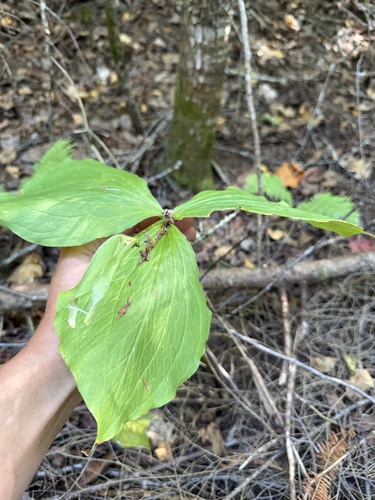 large white trillium