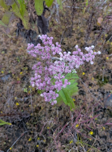 common boneset