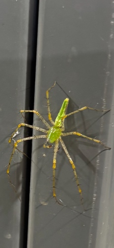 Green Lynx Spider