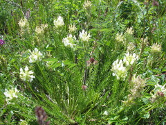 Oxytropis muricata